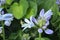 Hosta blossom in garden.