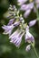 Hosta blossoms