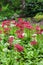 Hosta and Candelabra Primrose blossom