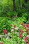 Hosta and Candelabra Primrose blossom