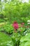 Hosta and Candelabra Primrose blossom