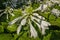 Hosta capitata plant