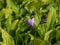 Hosta decorata with spikes of bell-shaped, deep violet flowers with white throats are produced in summer