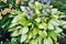 Hosta with delicate greenish white leaves in the the garden.