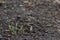 Hosta, emerging plants. Germinating bulb plants, spring in the garden. Earth sprinkled with bark