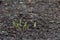 Hosta, emerging plants. Germinating bulb plants, spring in the garden. Earth sprinkled with bark