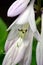 Hosta flower anther, pistil, and filament closeup