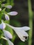 Hosta flower and buds