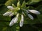 Hosta flower buds