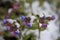 Hosta flower in pink and purple covered in snow taken in Sussex England