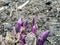 Hosta foliage plants in the spring. Hostas young shoots.