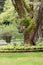 Hosta garden and lawn in a park