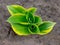 Hosta is genus of plants commonly known as hostas, plantain lilies or giboshi.  Nature background image