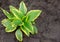 Hosta is genus of plants commonly known as hostas, plantain lilies or giboshi.  Nature background image