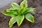 Hosta is genus of plants commonly known as hostas, plantain lilies or giboshi.  Nature background image