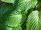 Hosta green leaves with dewdrops