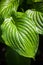 Hosta green leaves with dewdrops