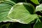 Hosta Grows in a Shady garden. The green moist leaves of the hosts, the background of nature.