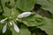 Hosta. Hosta plantaginea. Hemerocallis japonica. White Lily