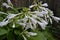 Hosta. Hosta plantaginea. Hemerocallis japonica. White Lily