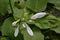 Hosta. Hosta plantaginea. Hemerocallis japonica. White Lily
