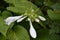 Hosta. Hosta plantaginea. Hemerocallis japonica. White Lily