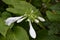 Hosta. Hosta plantaginea. Hemerocallis japonica. White Lily