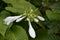 Hosta. Hosta plantaginea. Hemerocallis japonica. White Lily