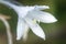Hosta, hostas, plantain lilies, giboshi white flower with drop macro view. Background from hosta leaves. Perennial