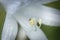 Hosta, hostas, plantain lilies, giboshi white flower with drop macro view. Background from hosta leaves. Perennial