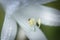 Hosta, hostas, plantain lilies, giboshi white flower with drop macro view. Background from hosta leaves. Perennial