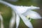 Hosta, hostas, plantain lilies, giboshi white flower with drop macro view. Background from hosta leaves. Perennial