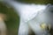 Hosta, hostas, plantain lilies, giboshi white flower with drop macro view. Background from hosta leaves. Perennial