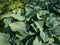 Hosta (hybrid of Hosta nigrescens) \\\'Krossa Regal\\\' with smooth, thick, widely-veined, blue to gray leaves