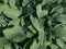 Hosta (hybrid of Hosta nigrescens) \\\'Krossa Regal\\\' with smooth, thick, widely-veined, blue to gray leaves
