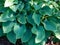 Hosta (hybrid of Hosta nigrescens) \\\'Krossa Regal\\\' with thick, widely-veined, blue to gray leaves that hav
