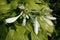 Hosta hybrid \'Royal Standard\' white flowers and shiny green leaves