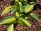 Hosta \\\'June\\\' growing in the garden with distinctive gold leaves with blue-green irregular margins