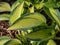 Hosta \\\'June\\\' growing in the garden with distinctive gold leaves with blue-green irregular margins