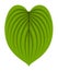 Hosta leaf