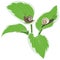hosta leaf pictures