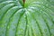 Hosta leaf with drop