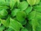 Hosta leaves. Background from green leaves. Raindrops on large green leaves. Nature. Close-up. Top view. Copy space. Selective foc