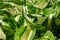 Hosta leaves lat. hÃ³sta close-up with dewdrops sparkling in the sun