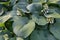 Hosta Leaves Texture Background, Hostas Leaf Nature Pattern, Big Daddy Leaves, Plantain Lilies