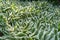 Hosta Leaves Texture Background, Hostas Leaf Nature Pattern, Big Daddy Leaves, Plantain Lilies