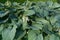 Hosta Leaves Texture Background, Hostas Leaf Nature Pattern, Big Daddy Leaves, Plantain Lilies