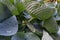 Hosta Leaves Texture Background, Hostas Leaf Nature Pattern, Big Daddy Leaves, Plantain Lilies