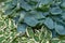 Hosta Leaves Texture Background, Hostas Leaf Nature Pattern, Big Daddy Leaves, Plantain Lilies