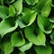 Hosta Leaves Texture Background, Hostas Leaf Nature Pattern, Big Daddy Leaves, Plantain Lilies